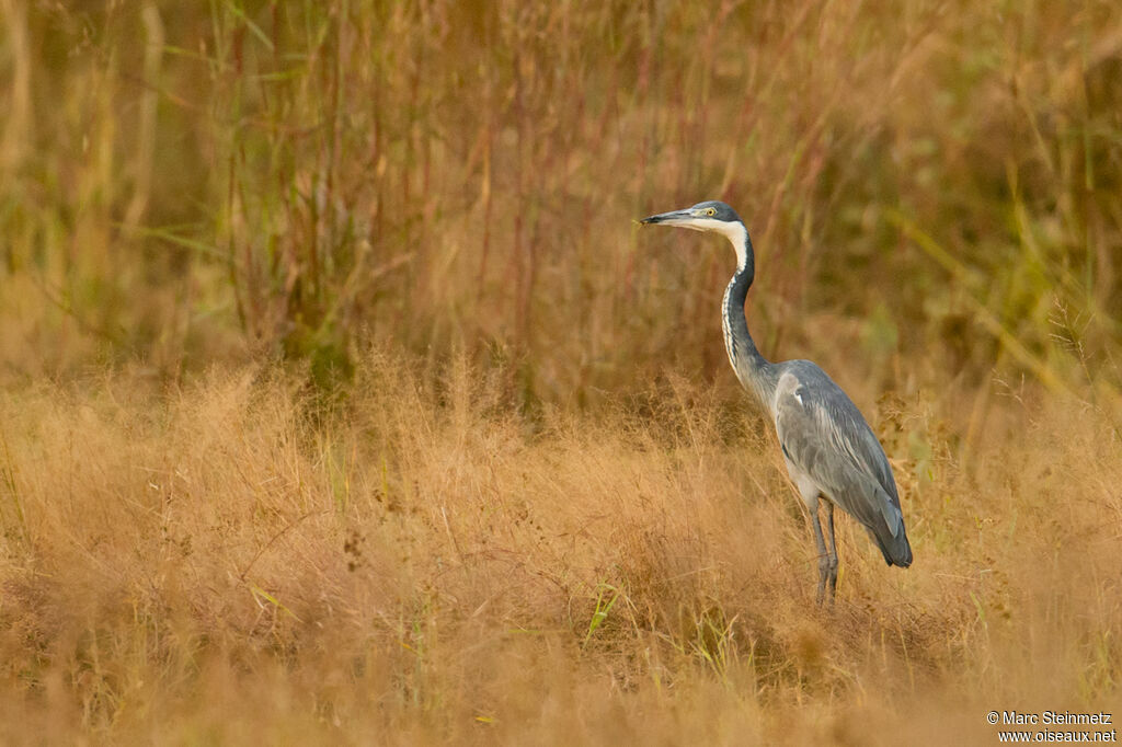 Black-headed Heron