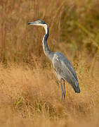 Black-headed Heron