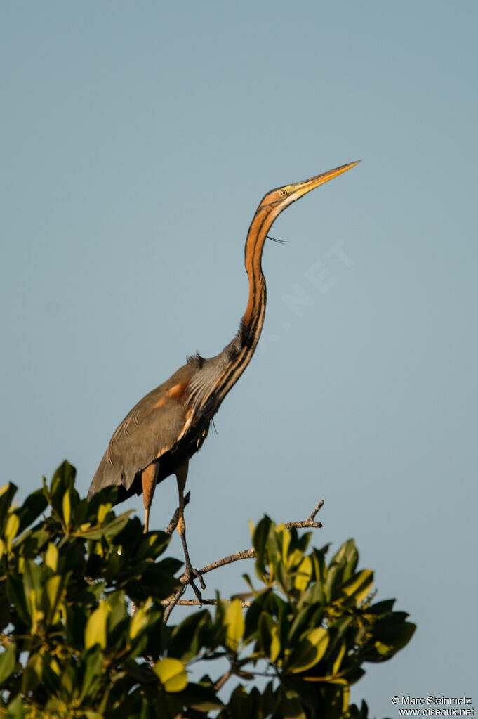 Purple Heron