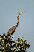 Purple Heron