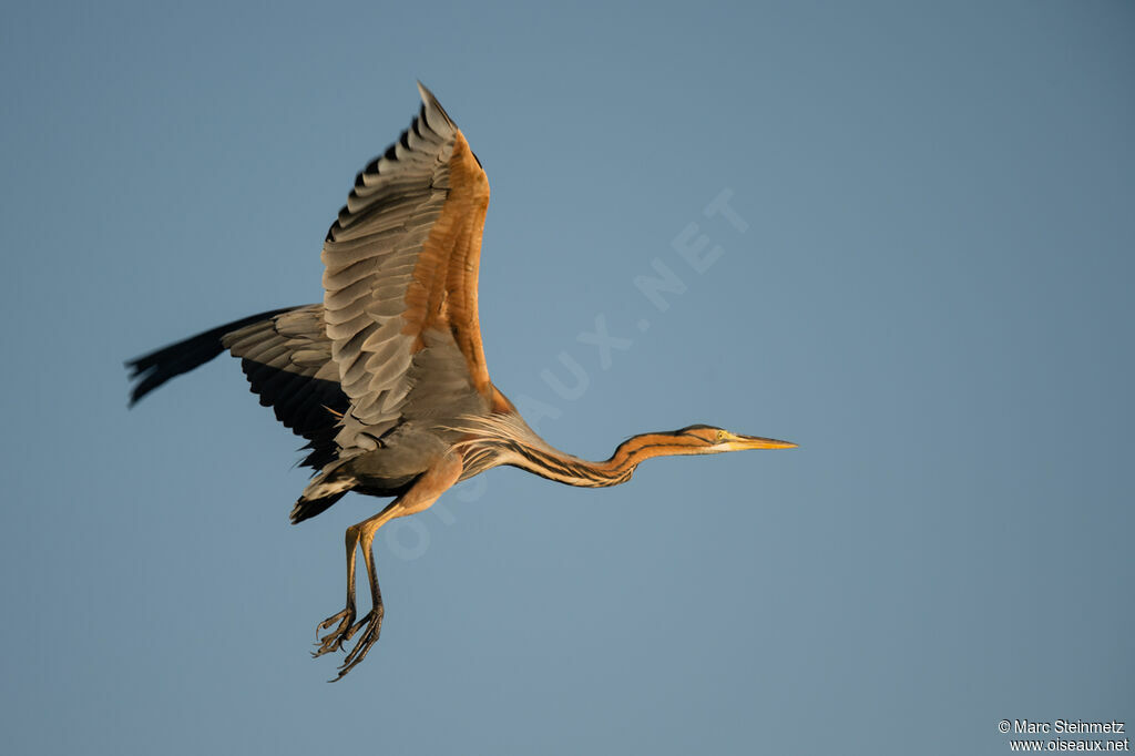 Purple Heron