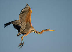 Purple Heron