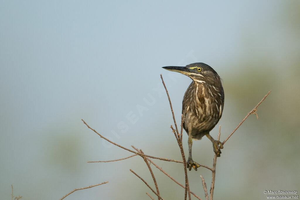 Striated Heron