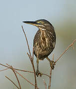 Striated Heron