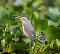 Striated Heron