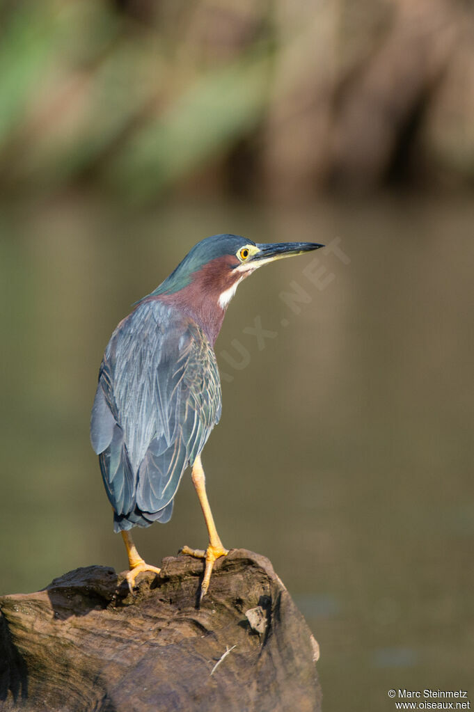 Green Heron