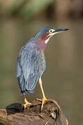 Green Heron