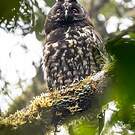 Hibou maître-bois
