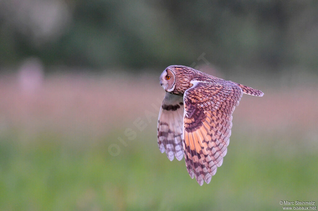 Long-eared Owl