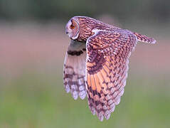 Long-eared Owl