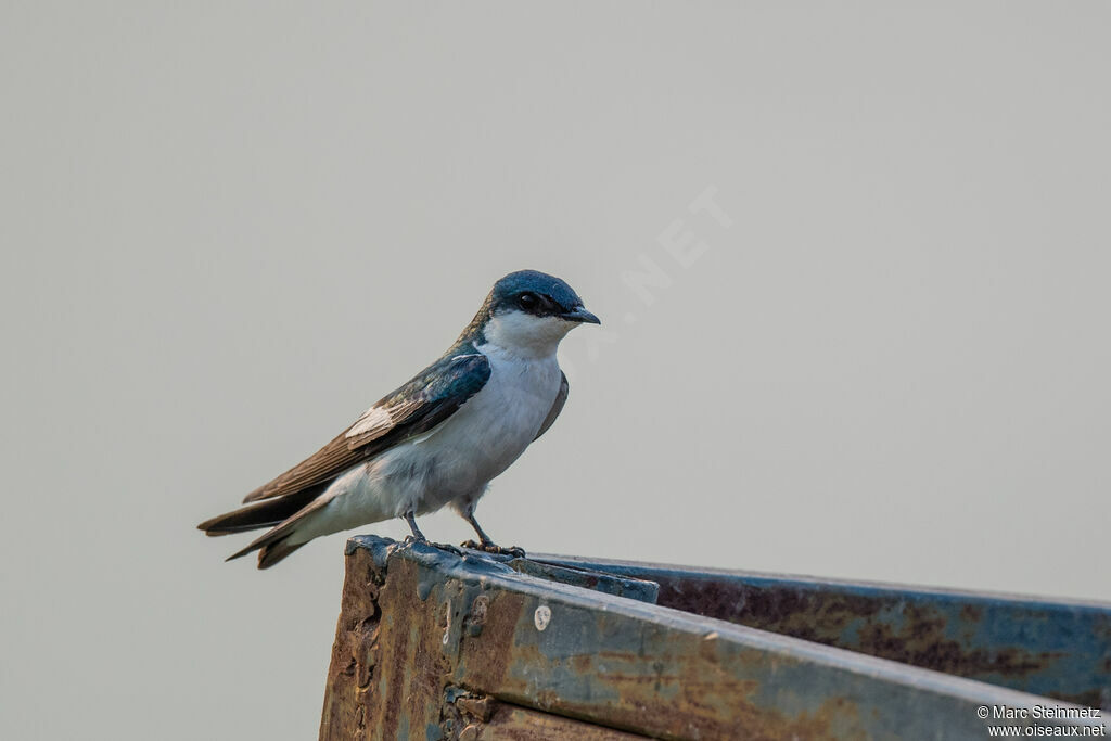 White-winged Swallow