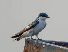 White-winged Swallow