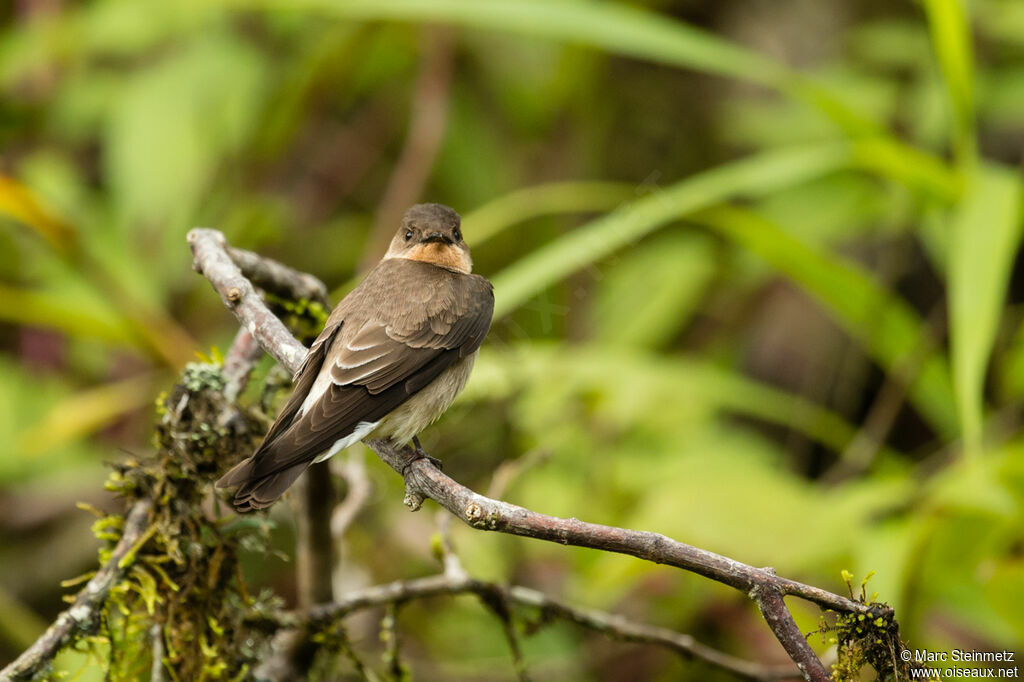 Hirondelle à gorge rousse