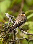 Southern Rough-winged Swallow