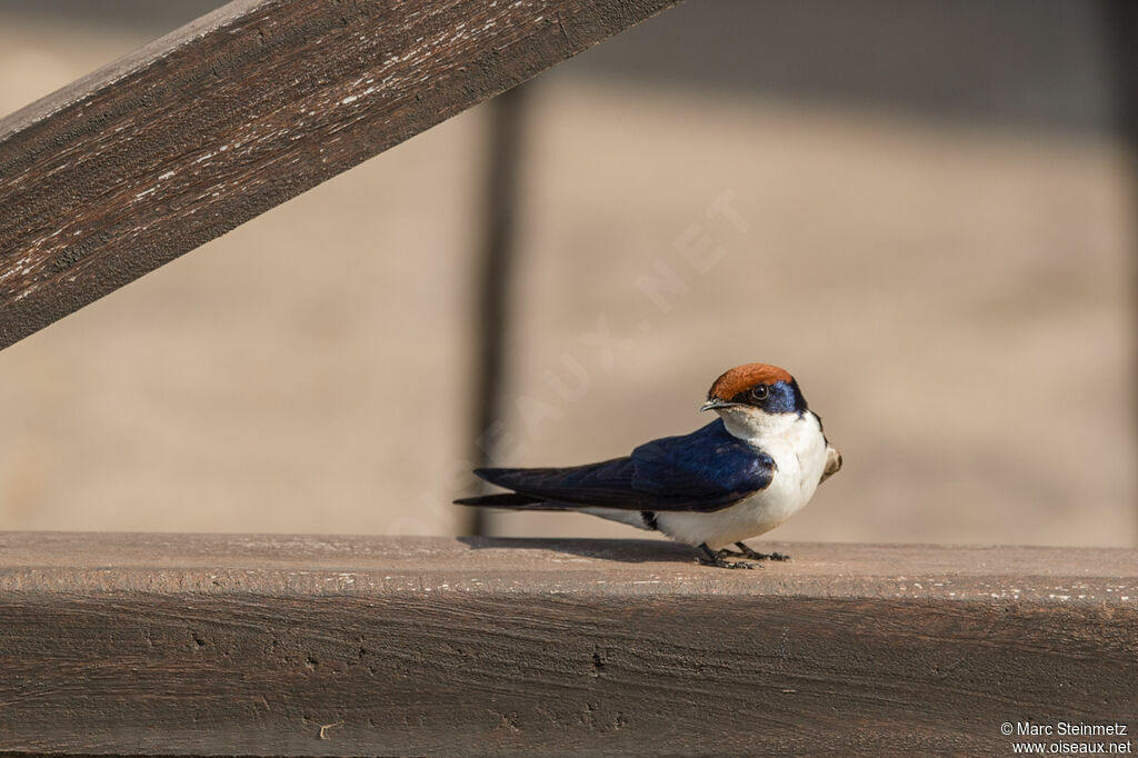 Wire-tailed Swallow