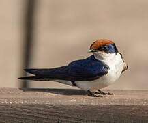 Wire-tailed Swallow