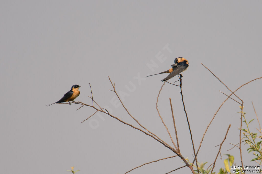 Red-breasted Swallow