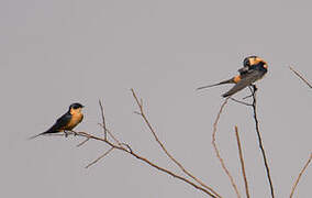 Red-breasted Swallow