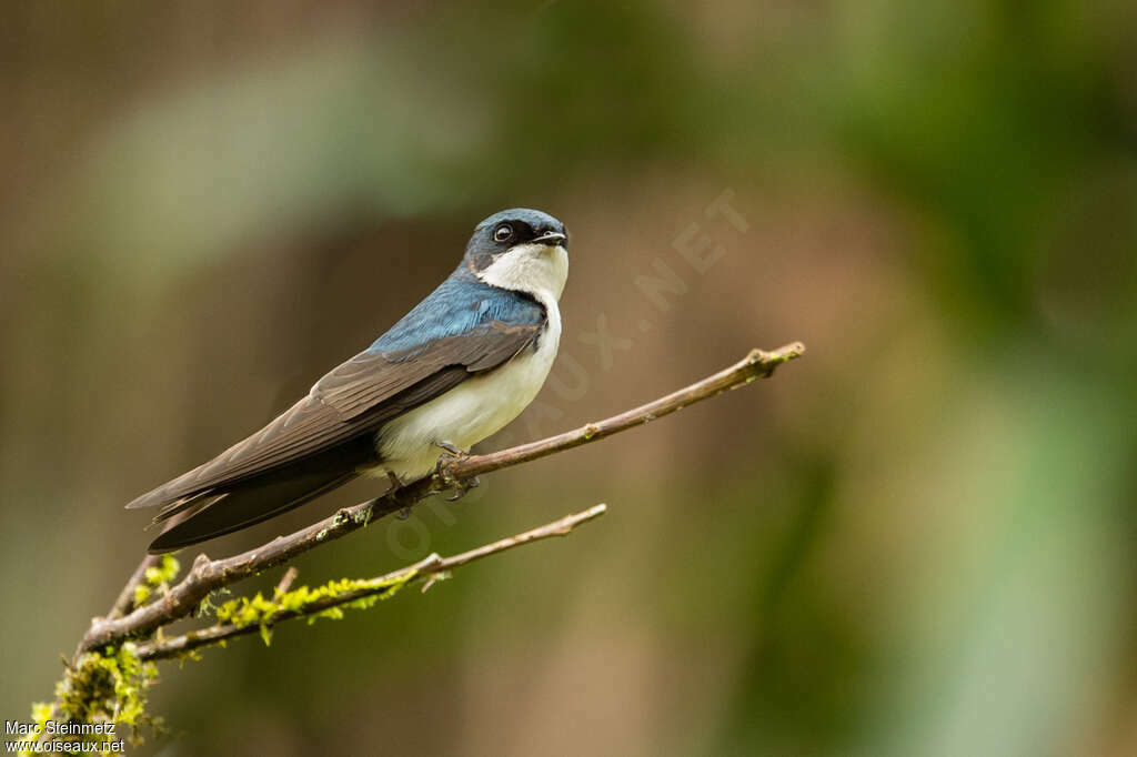 Hirondelle bleu et blancadulte, identification