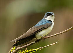 Blue-and-white Swallow