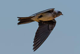 Grey-breasted Martin