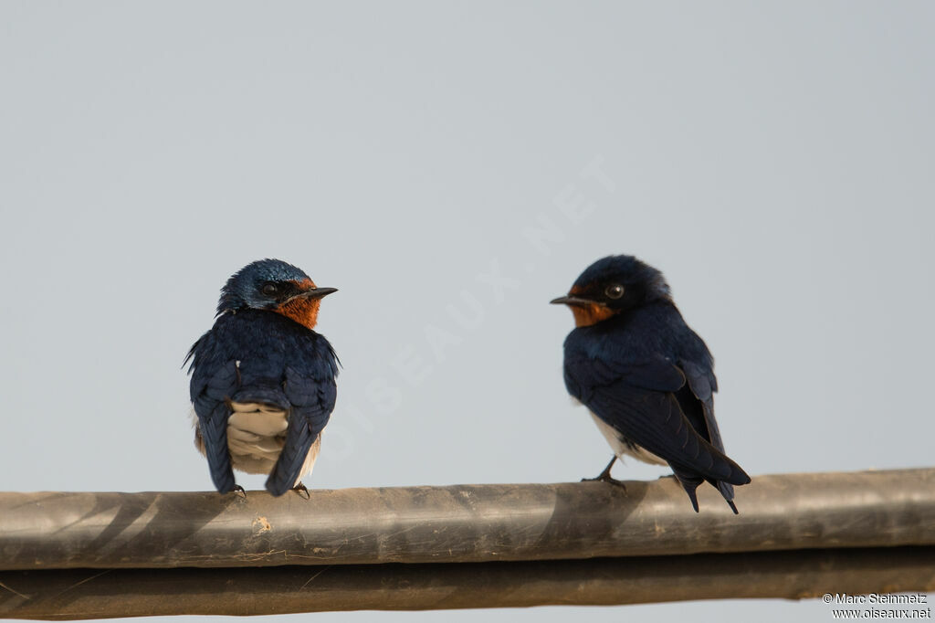 Red-chested Swallow