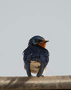 Red-chested Swallow