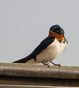 Red-chested Swallow
