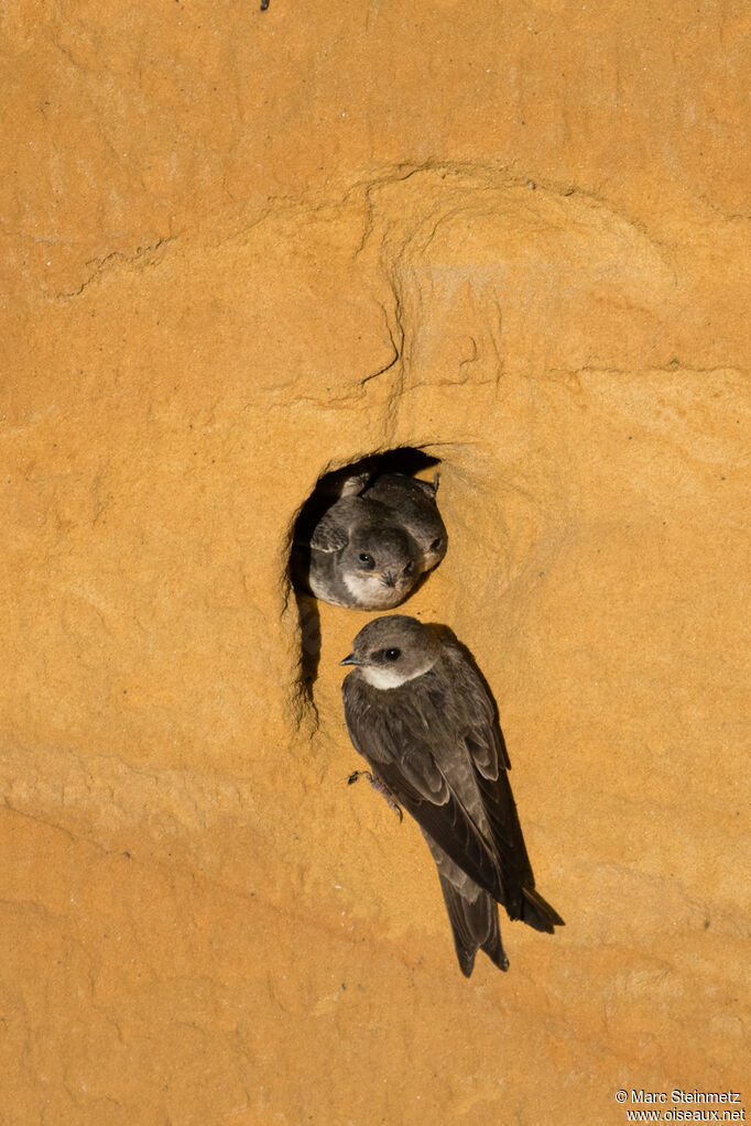 Sand Martin