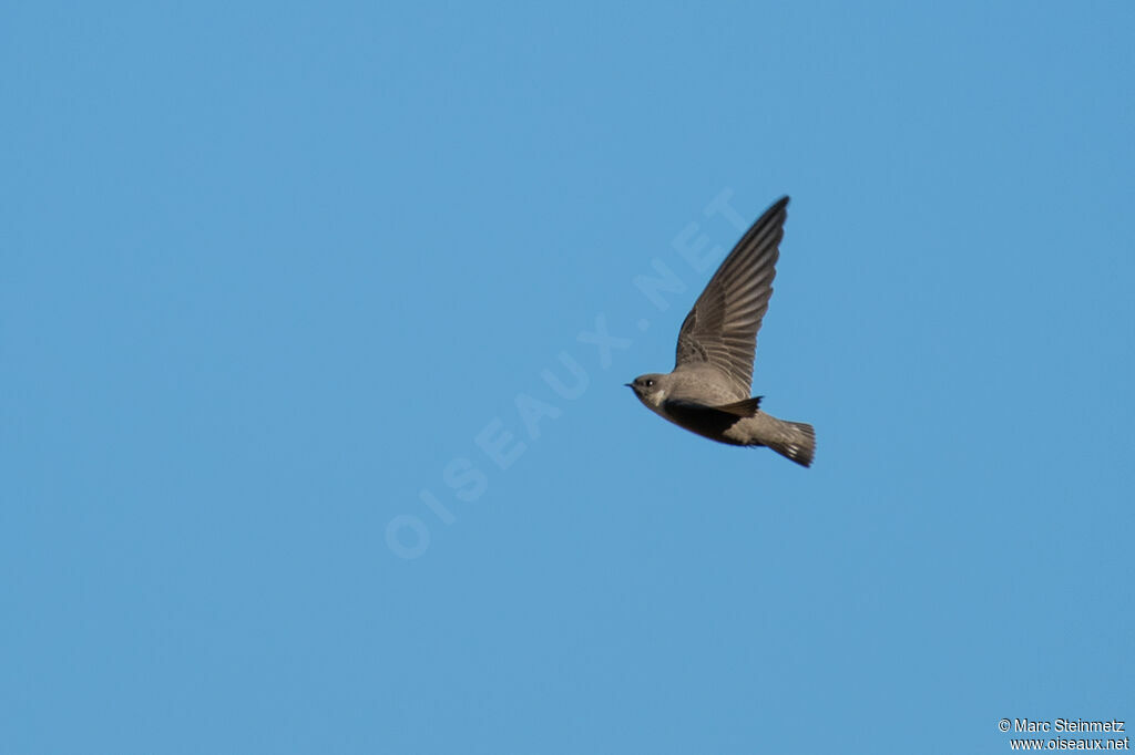 Eurasian Crag Martin