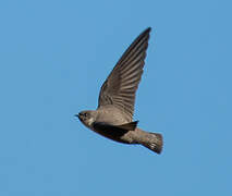 Eurasian Crag Martin