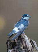 Mangrove Swallow