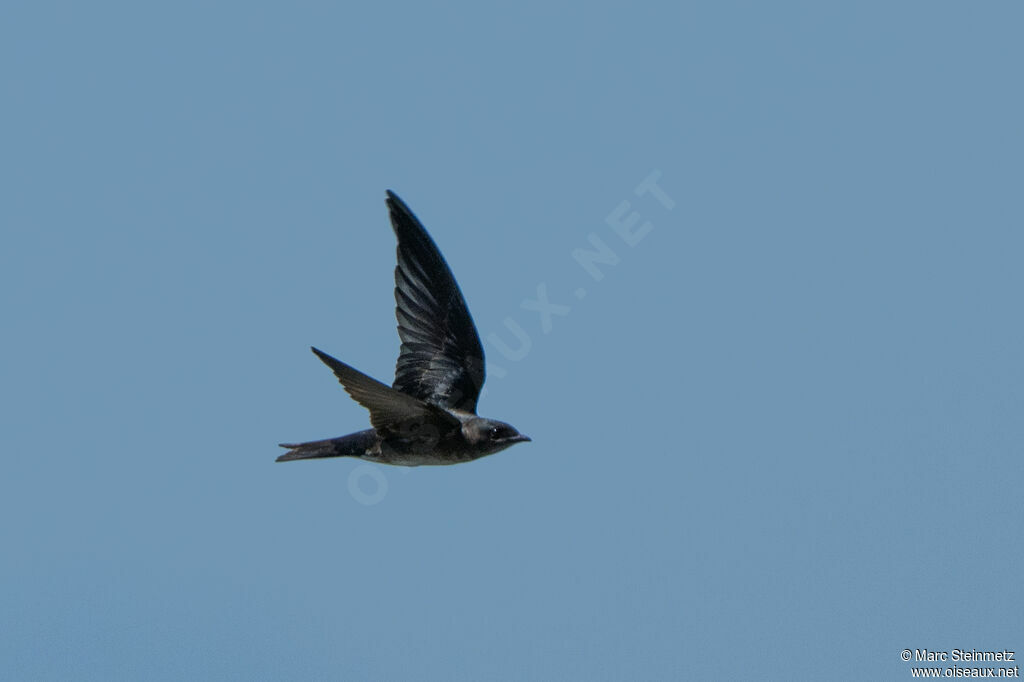 Purple Martin