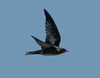 Hirondelle noire