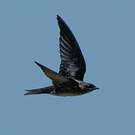 Hirondelle noire