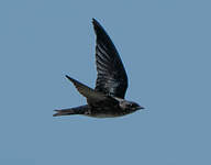 Hirondelle noire