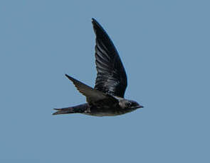 Hirondelle noire