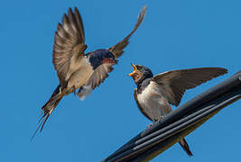 Barn Swallow