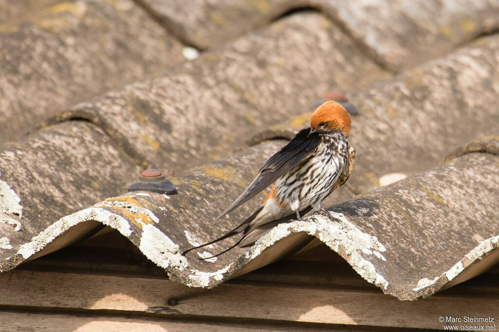 Lesser Striped Swallow