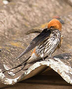 Lesser Striped Swallow