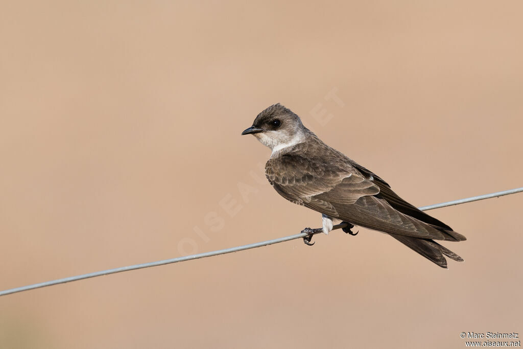 Brown-chested Martin