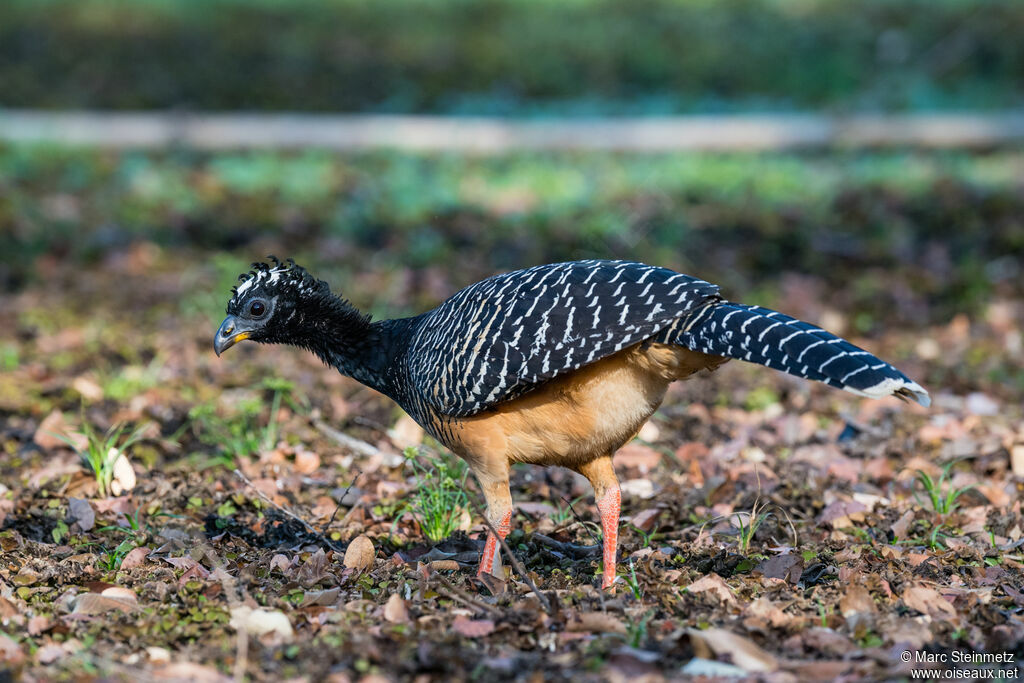 Bare-faced Curassow female