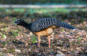 Bare-faced Curassow