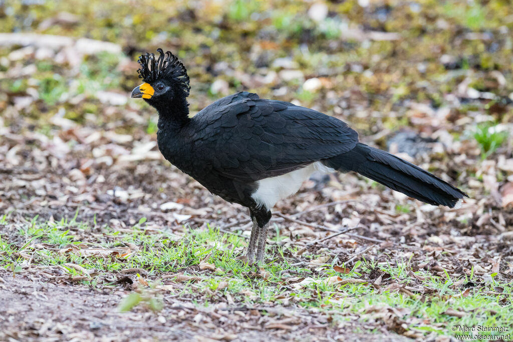 Bare-faced Curassow male