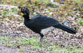 Bare-faced Curassow