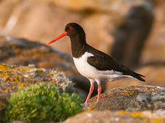 Eurasian Oystercatcher