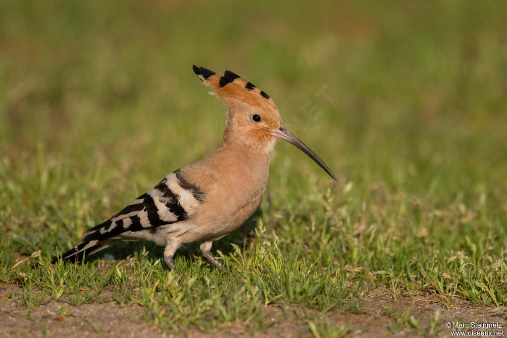 Eurasian Hoopoe