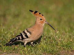 Eurasian Hoopoe