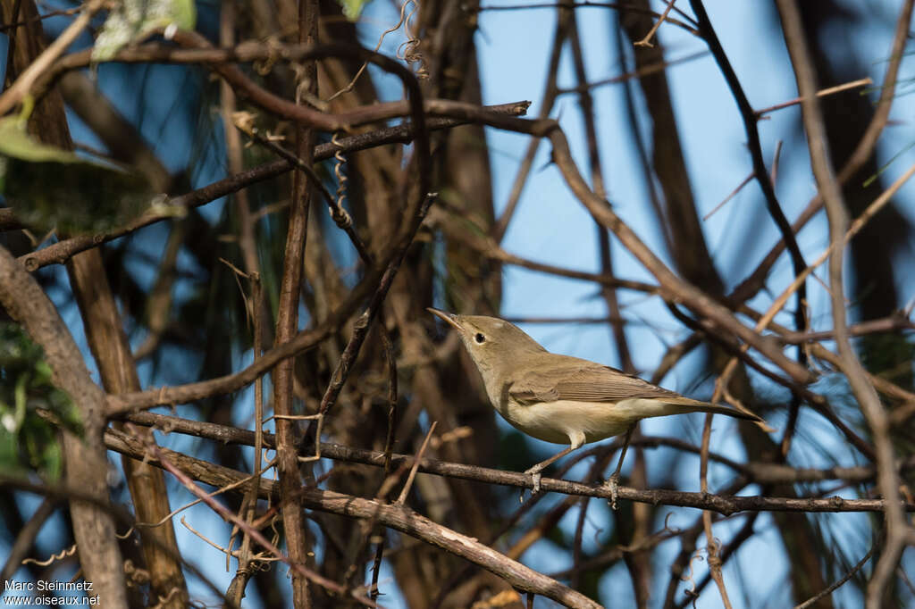 Western Olivaceous Warbleradult post breeding, identification