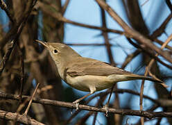 Western Olivaceous Warbler